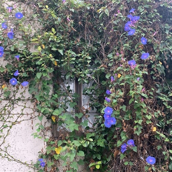 seraphicspring